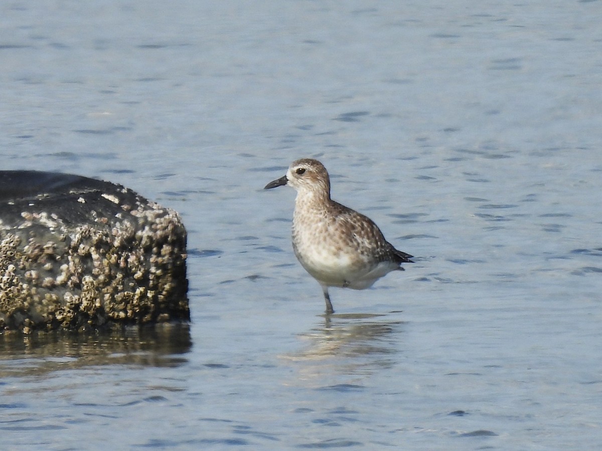 Pivieressa - ML644403492