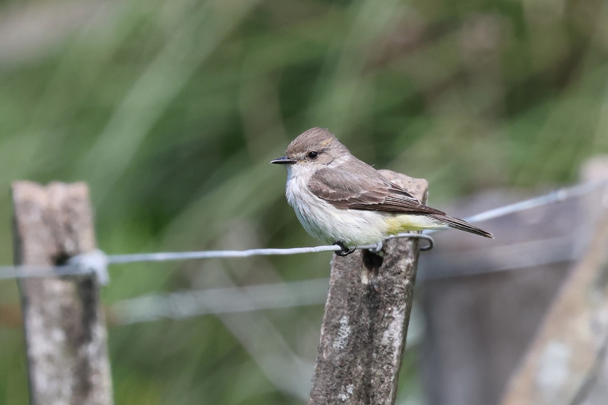 Vermilion Flycatcher - Vitaly Khan