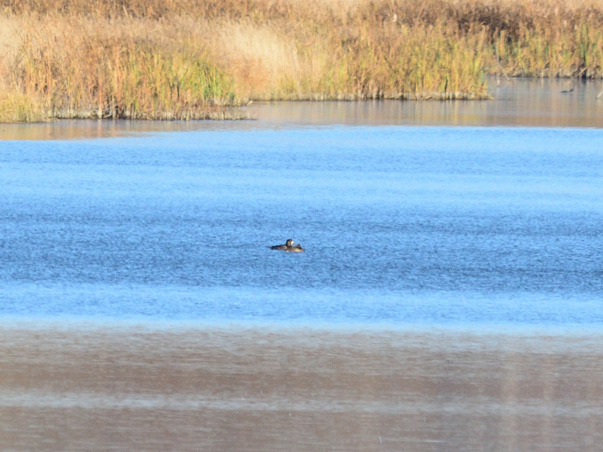 Greater Scaup - Boris Georgi