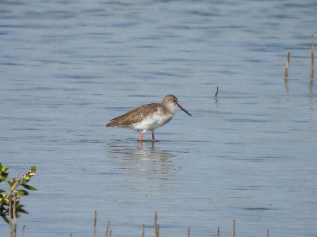 Common Redshank - Inuka Abayaratna