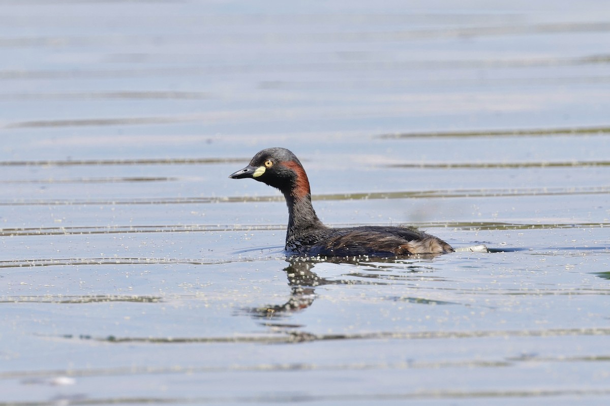 Australasian Grebe - ML644403497