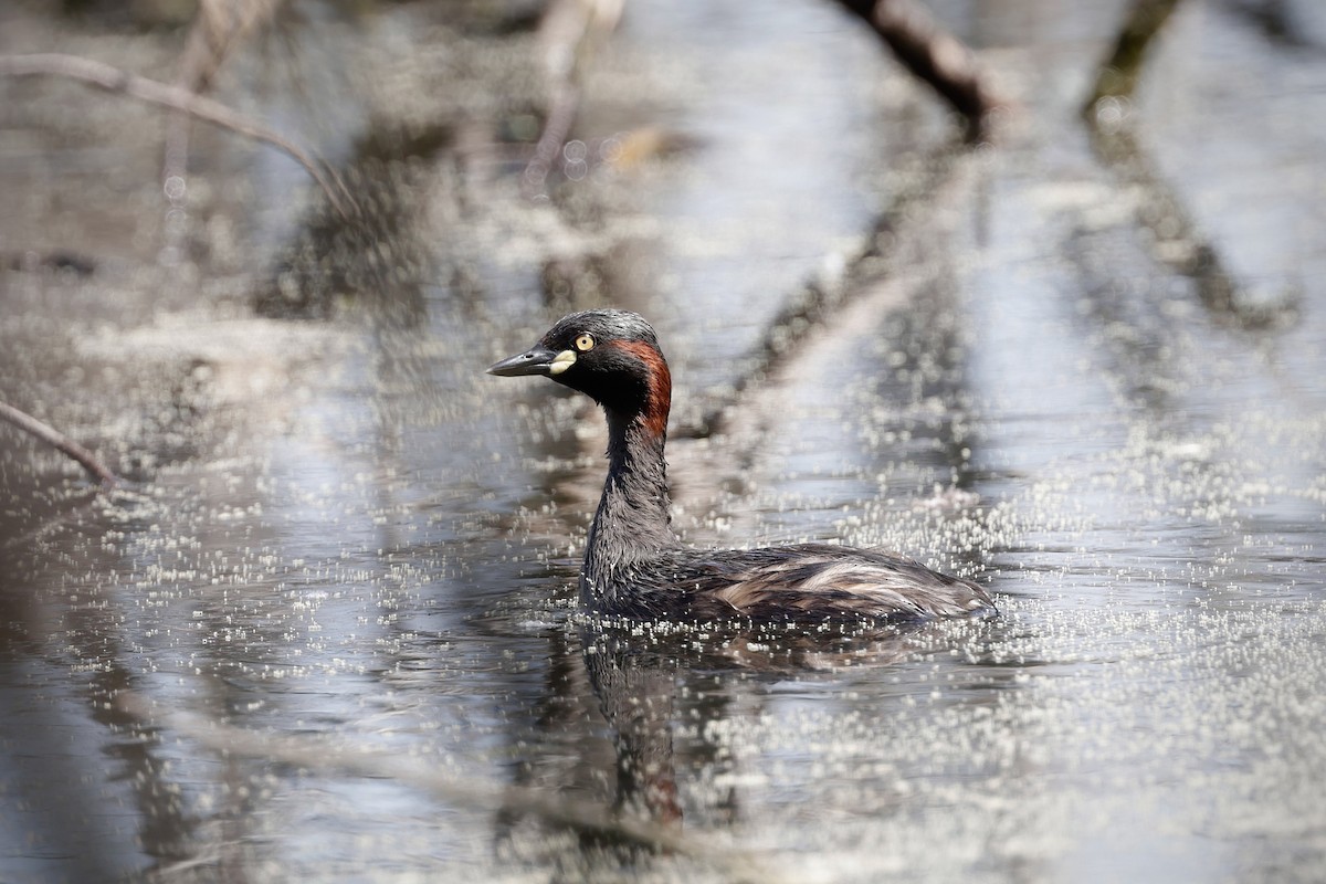 Australasian Grebe - ML644403498