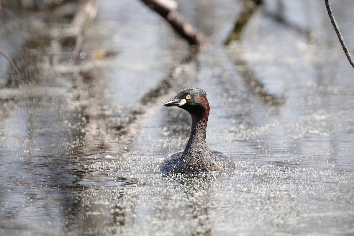 Australasian Grebe - ML644403499
