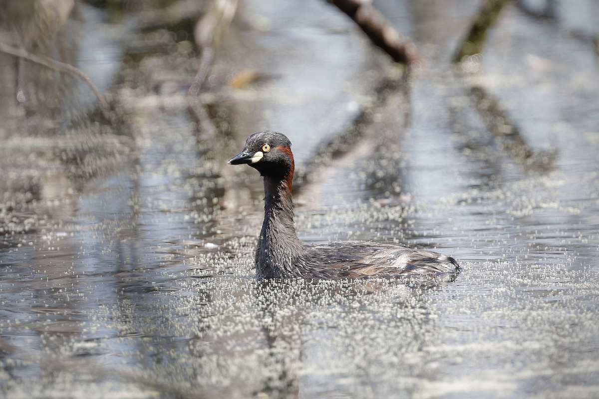 Australasian Grebe - ML644403500