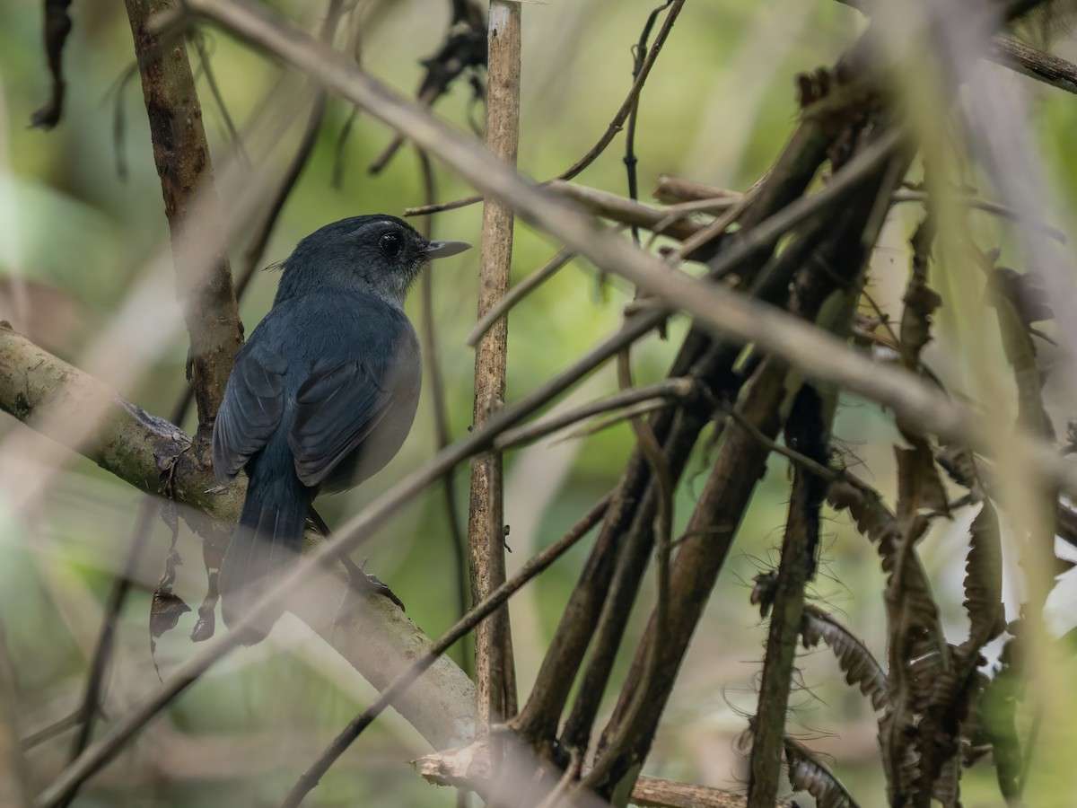 Flores Shortwing - ML644403509