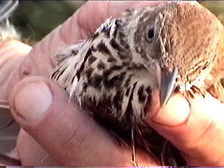 Kuitlakotxe gorrizta - ML644403513