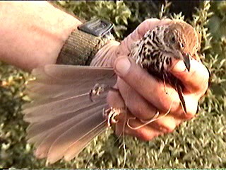 Kuitlakotxe gorrizta - ML644403514