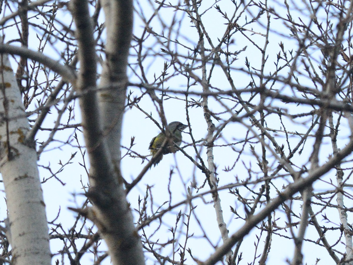 Pic cendré (canus/jessoensis) - ML644403515