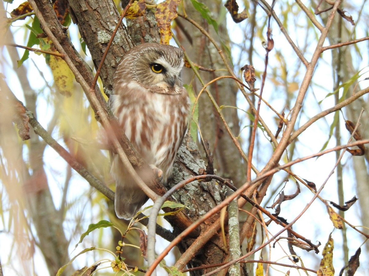 Northern Saw-whet Owl - ML644403528
