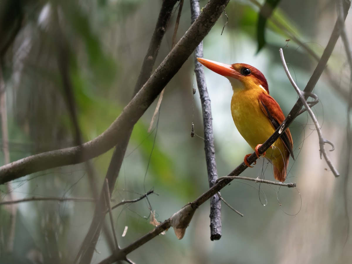 Rufous-backed Dwarf-Kingfisher - ML644403529