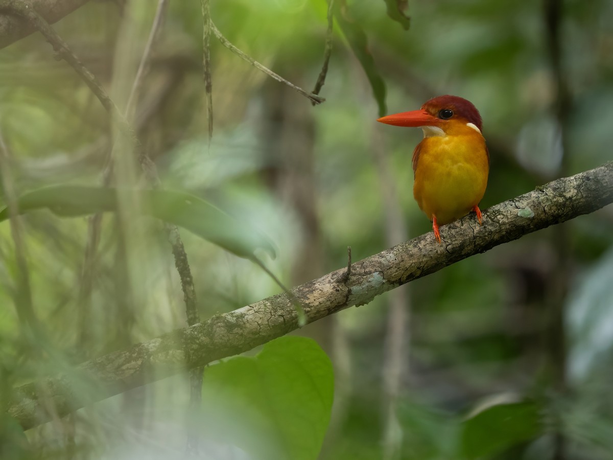 Rufous-backed Dwarf-Kingfisher - ML644403530