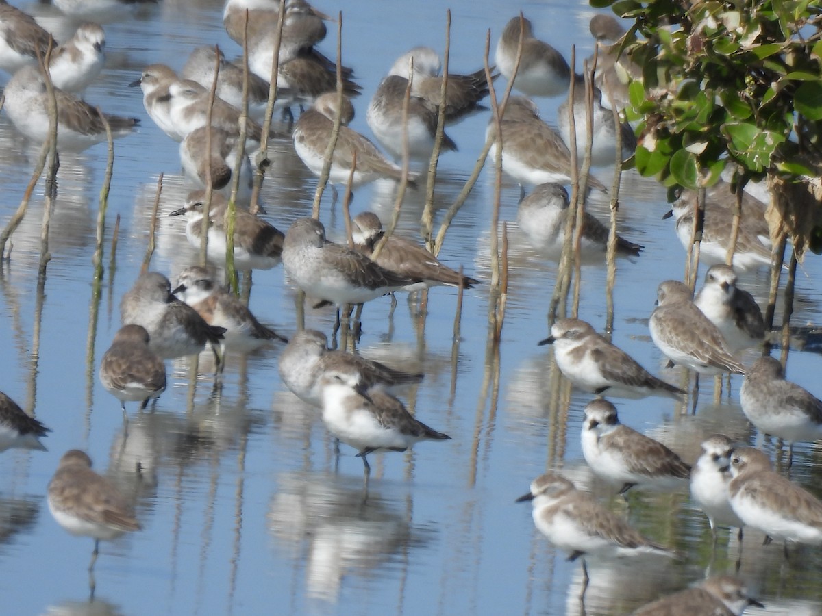 Tibetan Sand-Plover - ML644403531