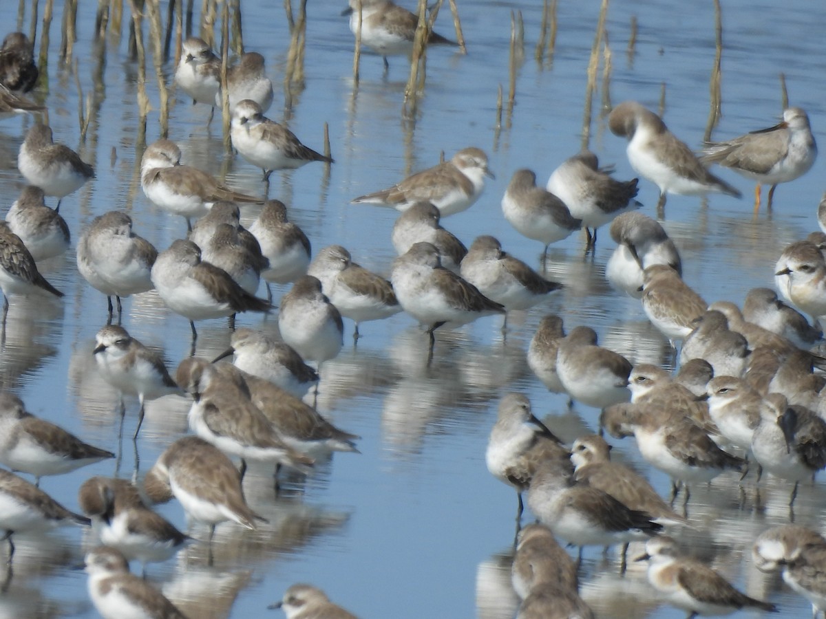 Tibetan Sand-Plover - ML644403533