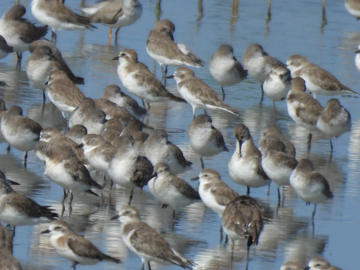 Tibetan Sand-Plover - ML644403534