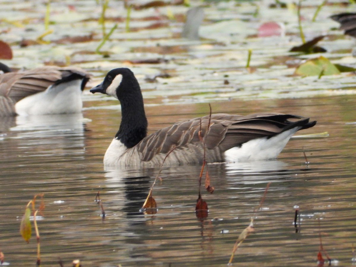 Казарка канадська - ML644403542