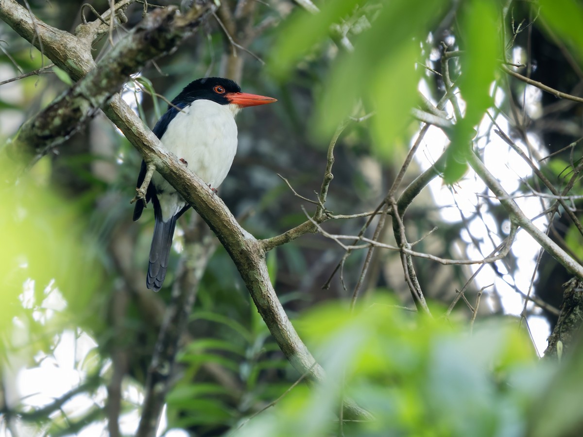 White-rumped Kingfisher - ML644403556