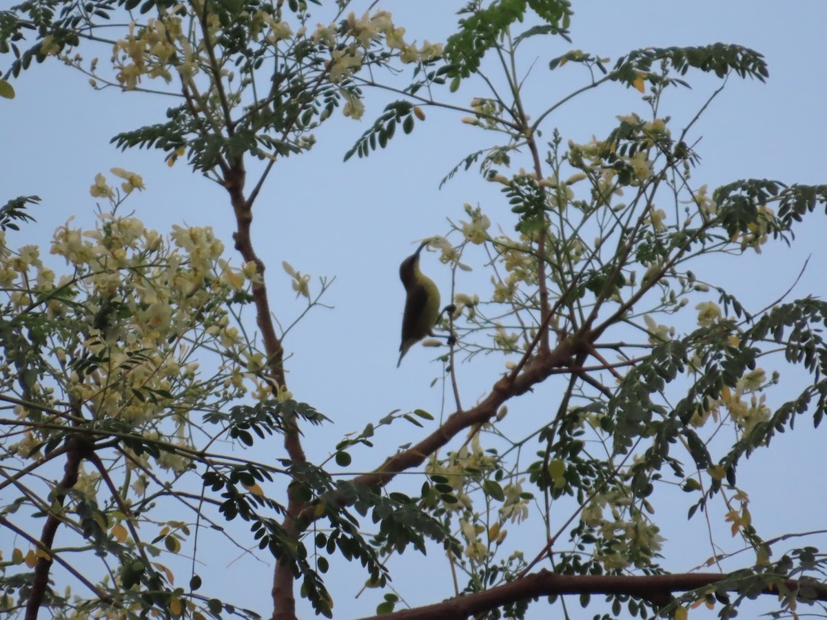 Purple Sunbird - ML644403569