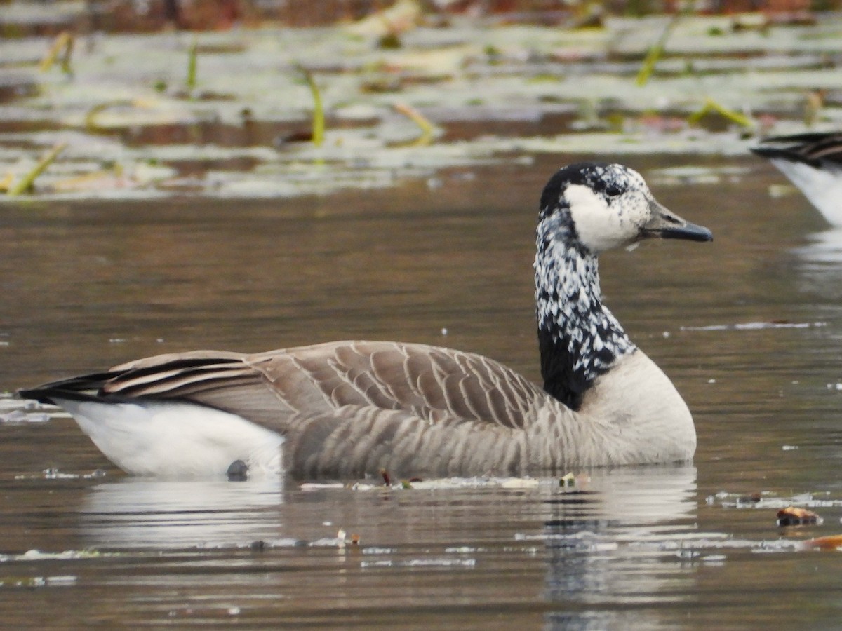 Казарка канадська - ML644403571