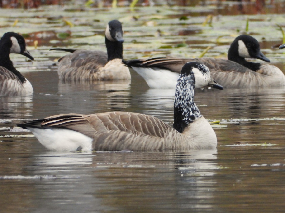 Казарка канадська - ML644403572