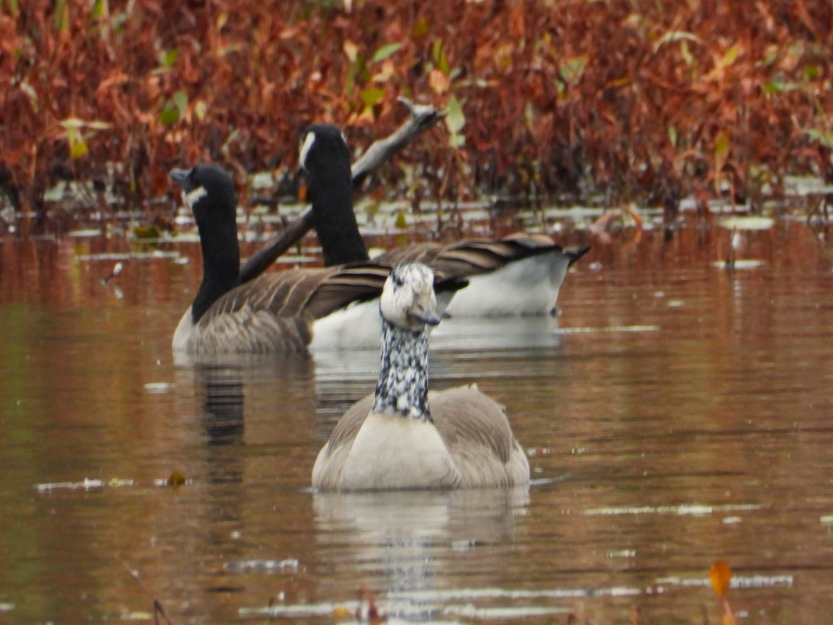 Казарка канадська - ML644403573