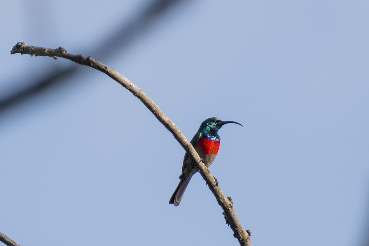 Серобрюхая нектраница - ML644403575