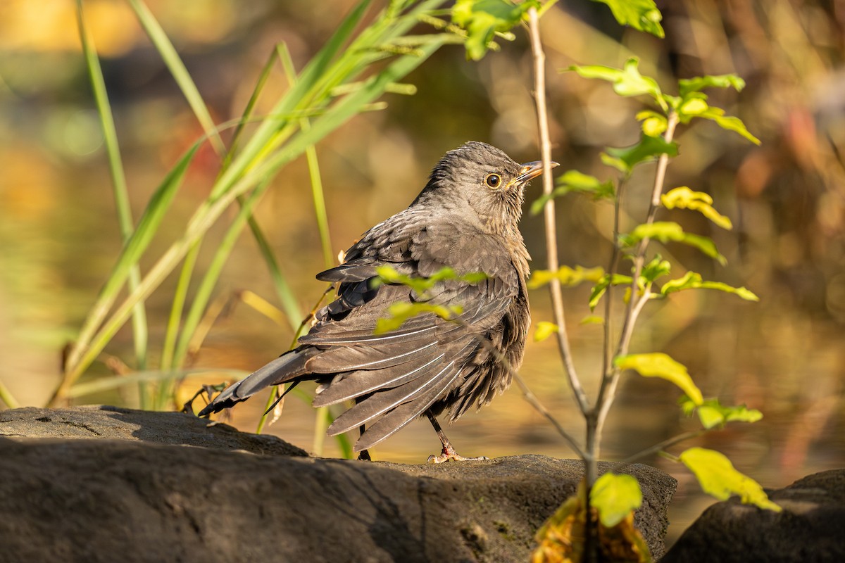 mandarintrost - ML644403578