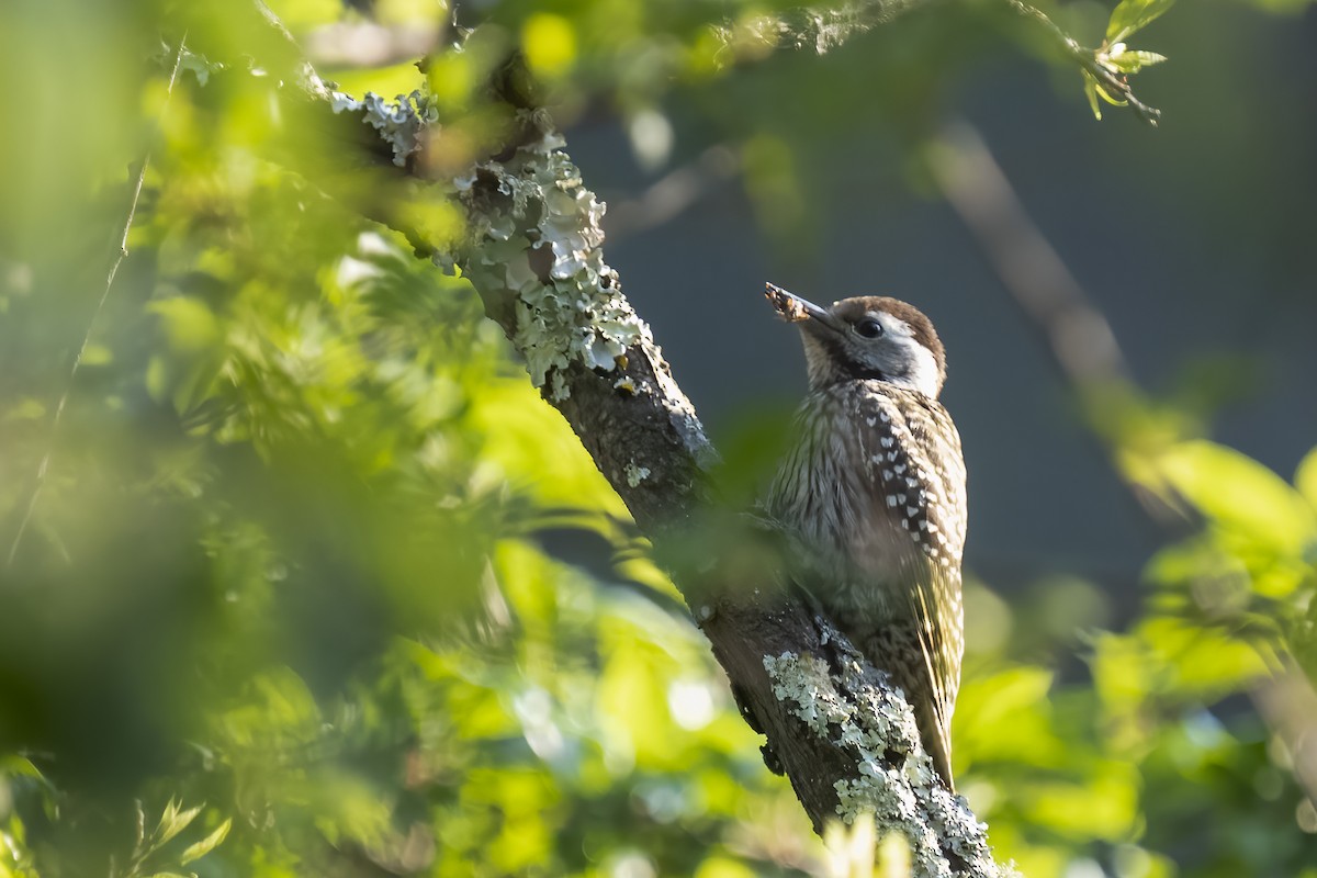 Cardinal Woodpecker - ML644403580