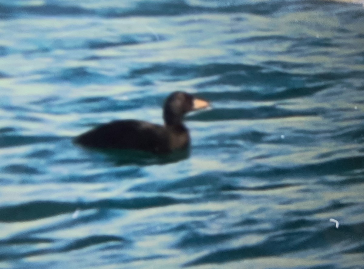 Common Scoter - ML644403584