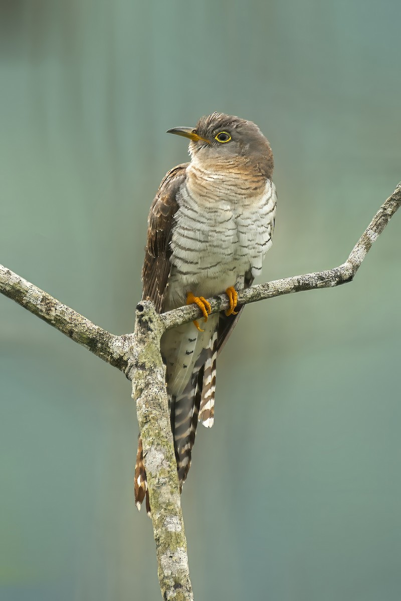 Эгэл хөхөө - ML644403593