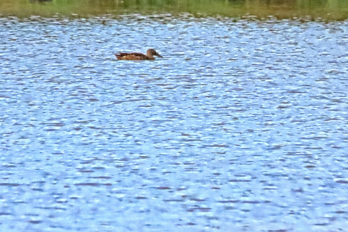 Австралийская широконоска - ML644403595