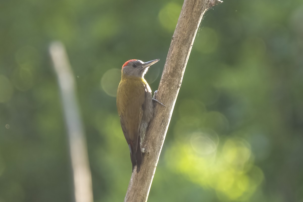 Olive Woodpecker - ML644403596