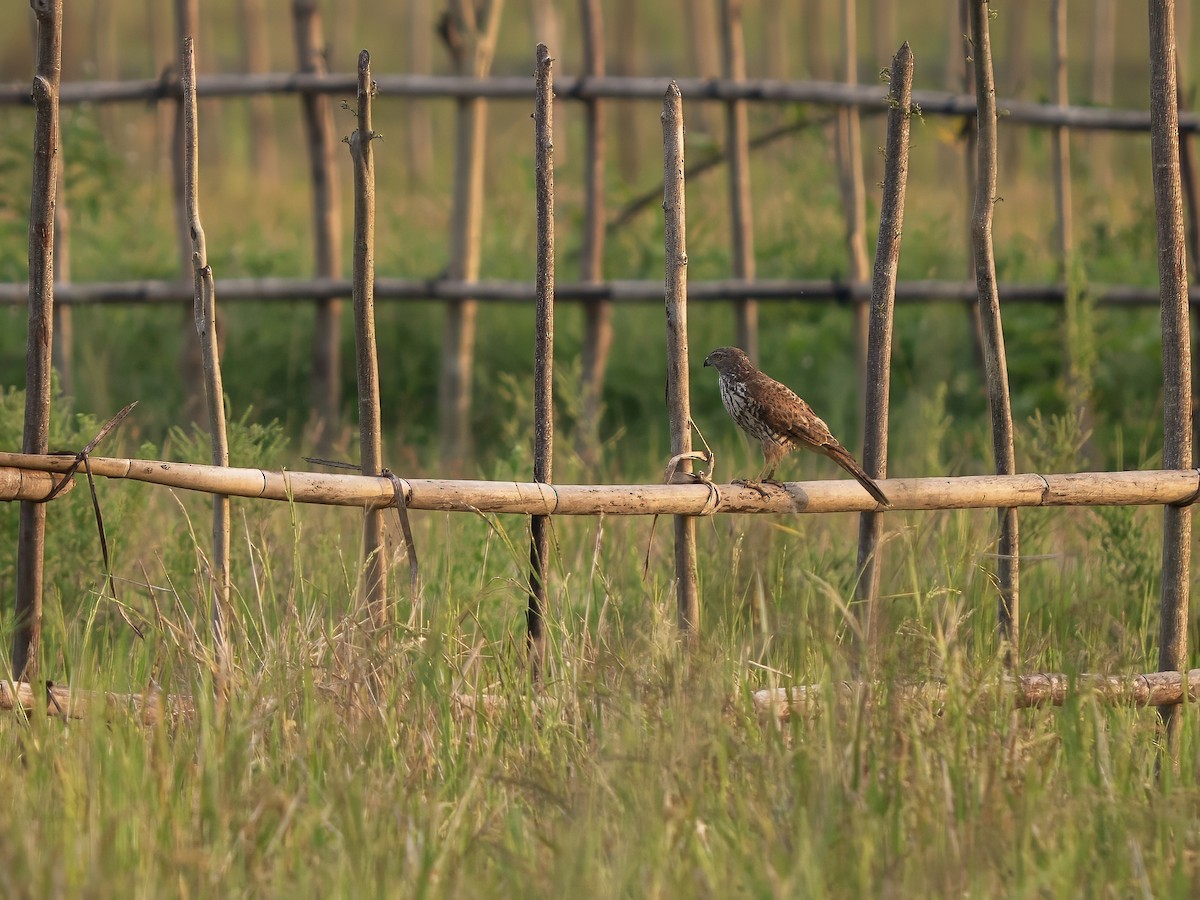 Яструб бурий - ML644403606