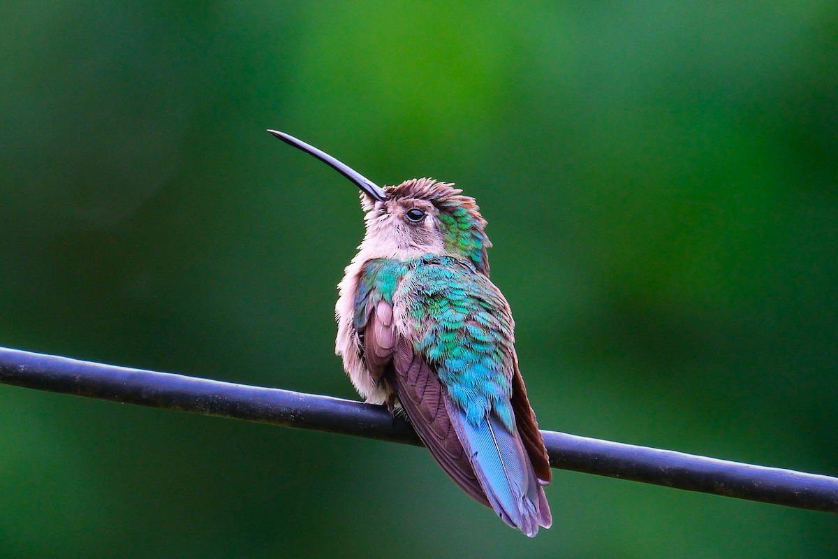 Wedge-tailed Sabrewing - ML644403609