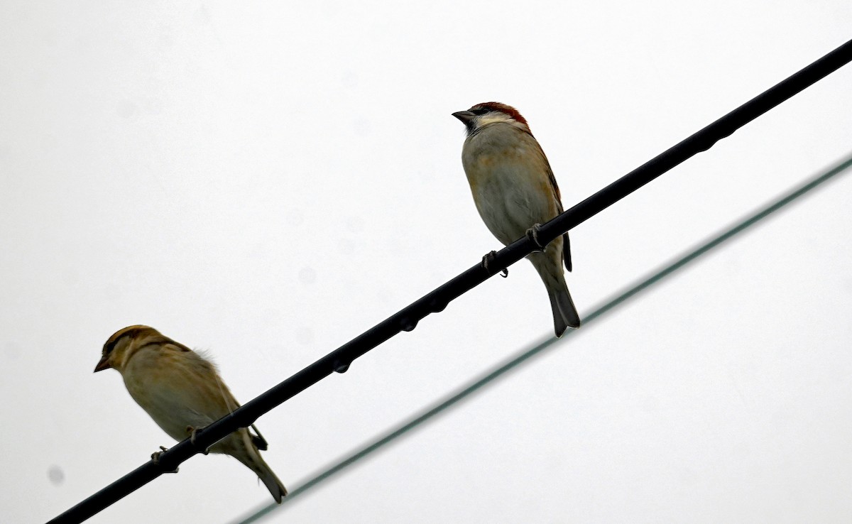 山麻雀 - ML644403613