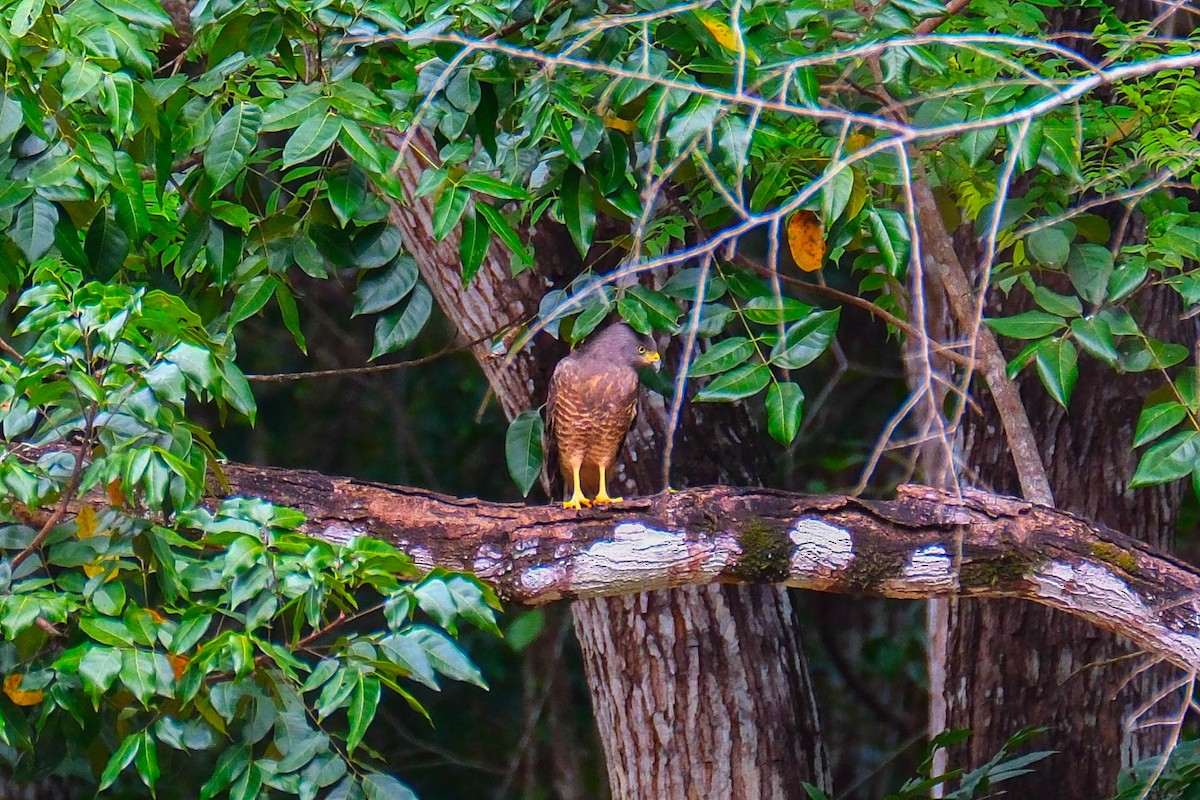 Yol Şahini - ML644403623