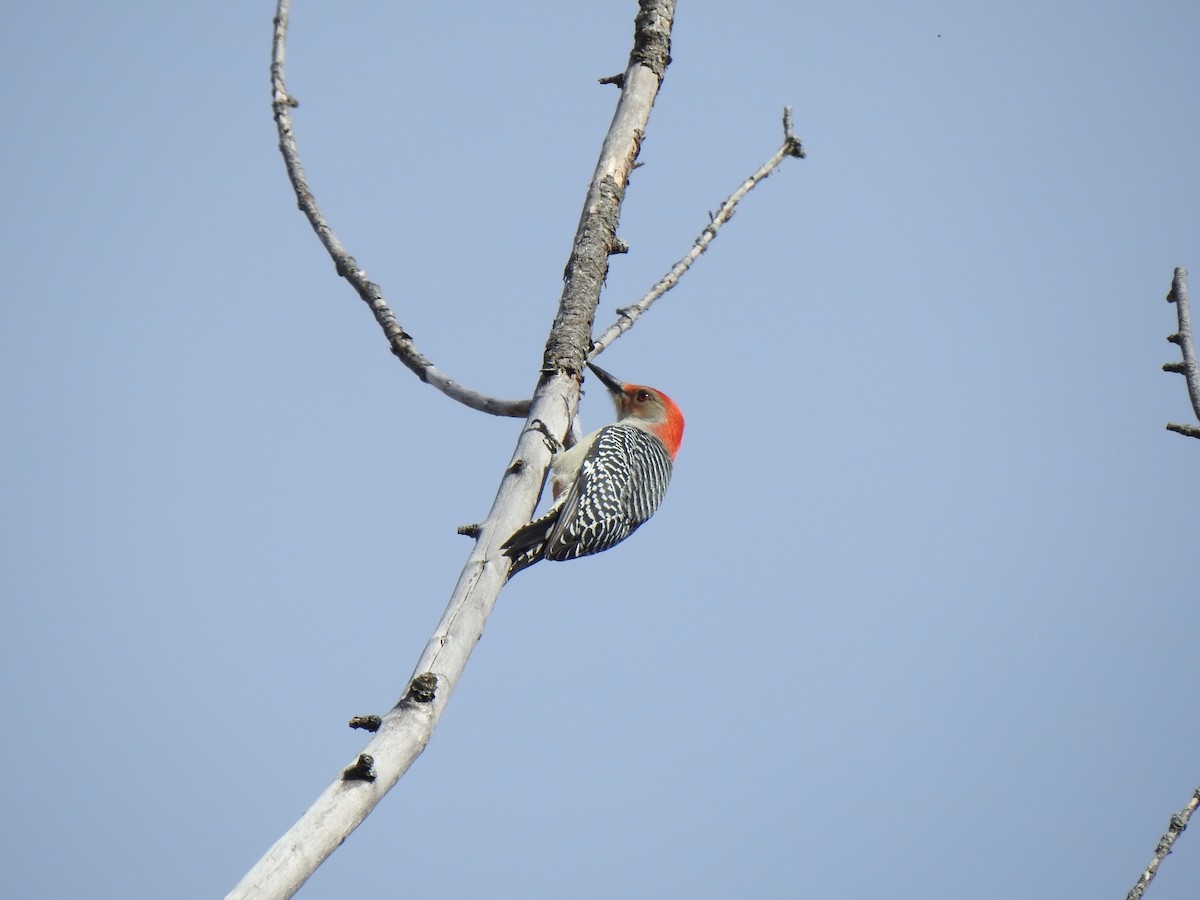 Red-bellied Woodpecker - ML644403624