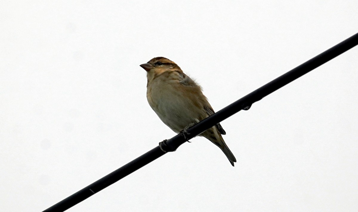 山麻雀 - ML644403625