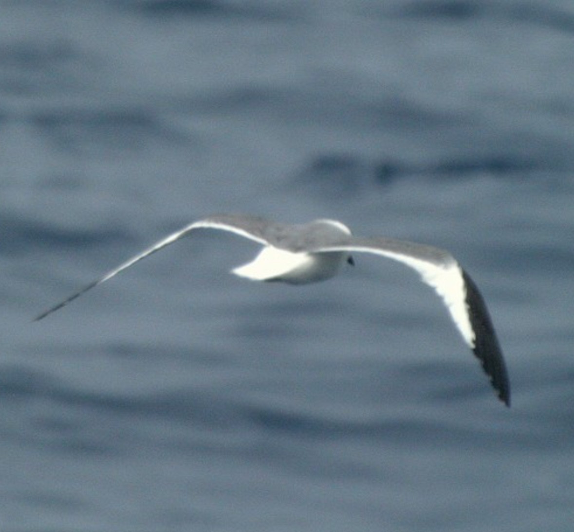 Schwalbenmöwe - ML644403626