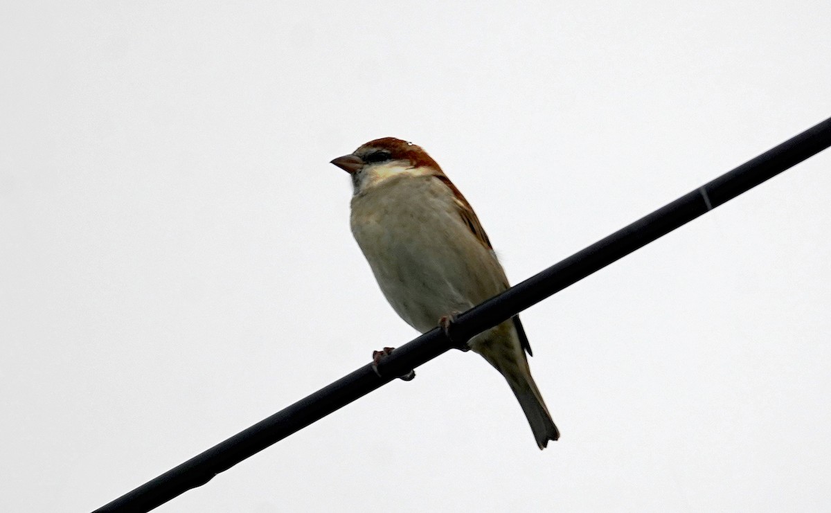 山麻雀 - ML644403630