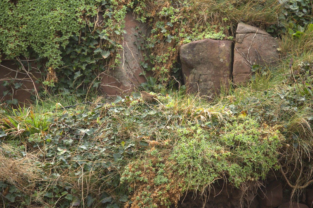 ミソサザイ - ML644403649