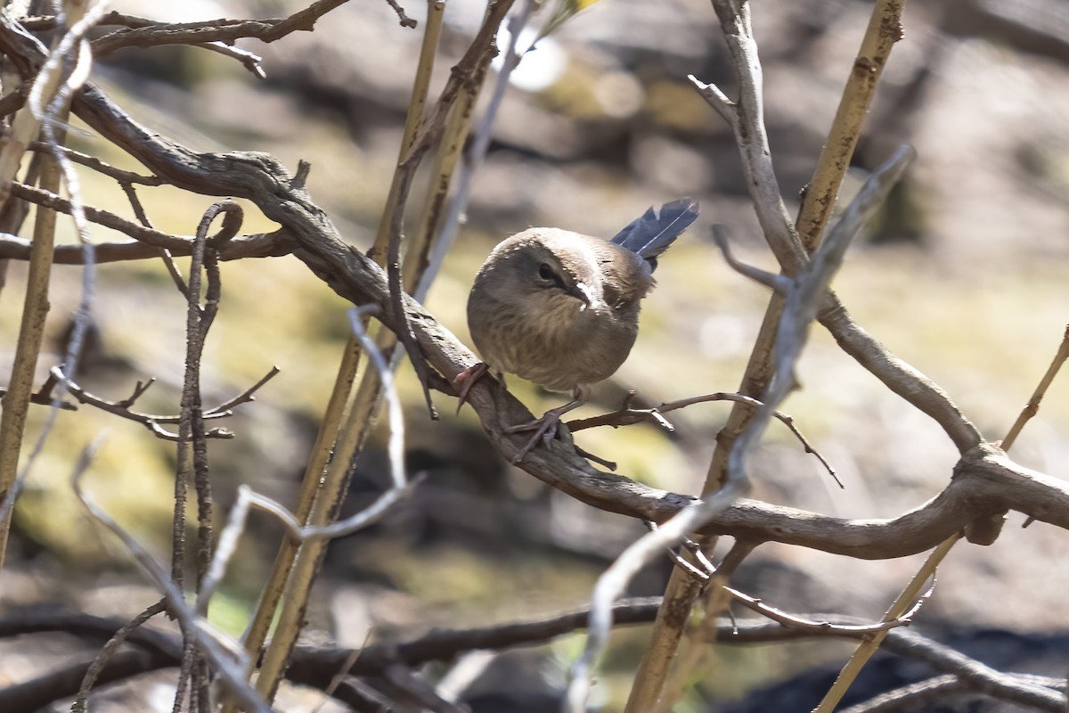 Barratt's Warbler - ML644403652