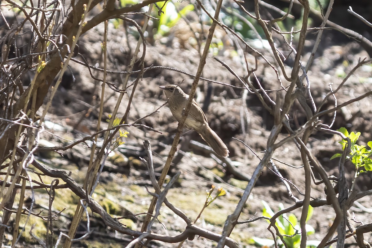 Barratt's Warbler - ML644403653