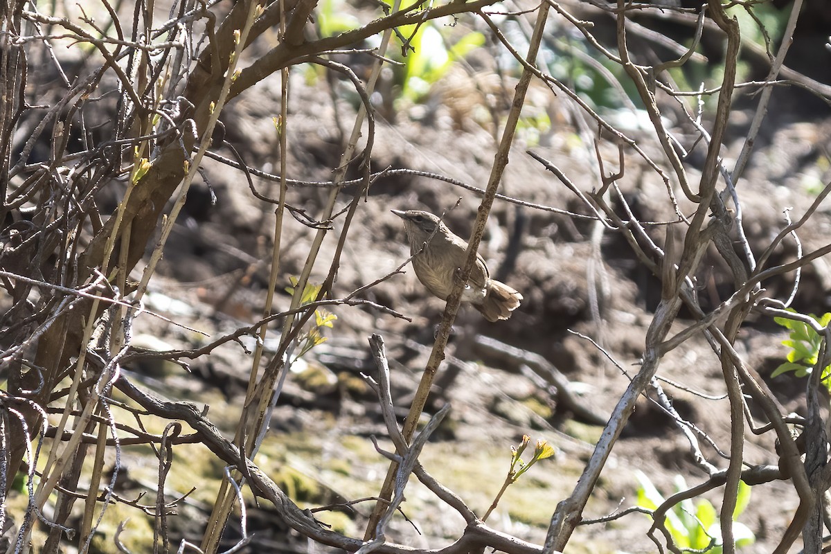 Barratt's Warbler - ML644403654