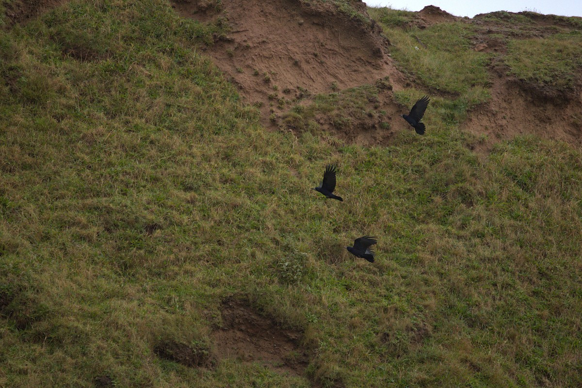 ミヤマガラス - ML644403655