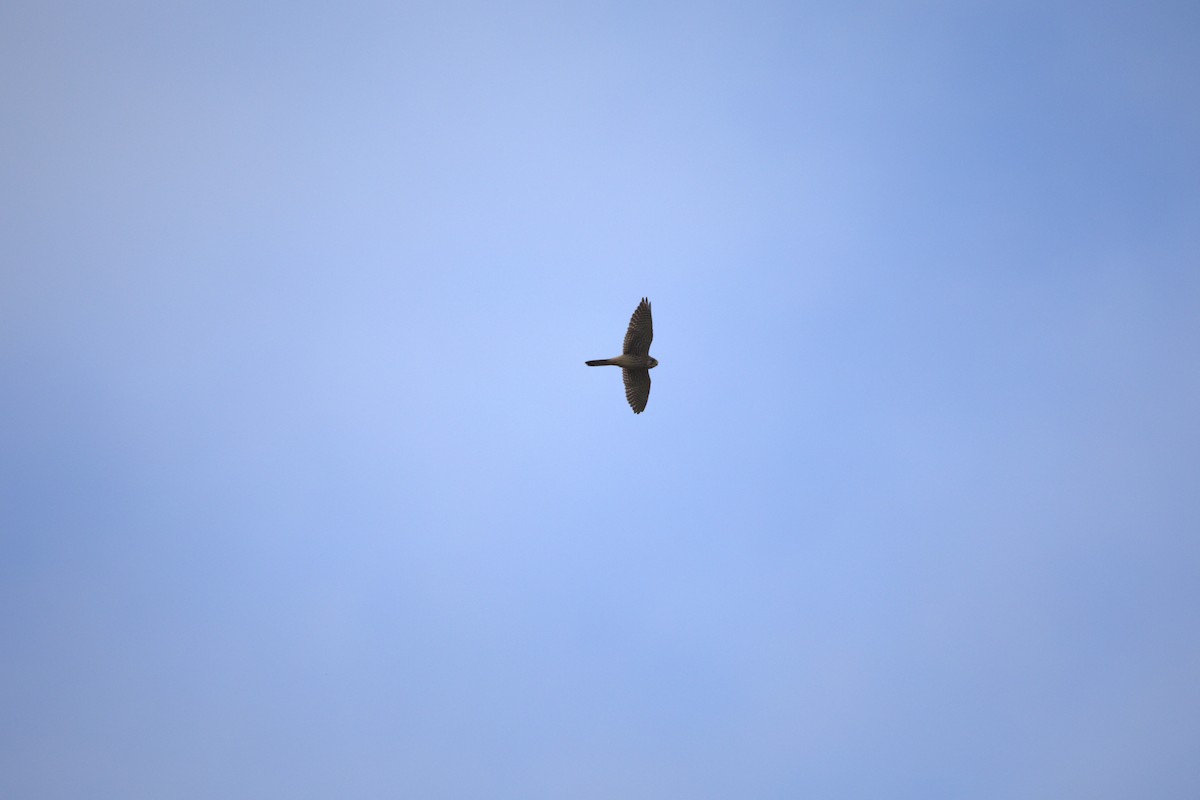 チョウゲンボウ - ML644403656