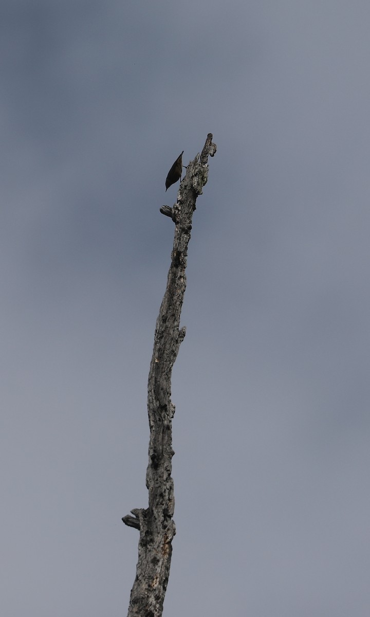 Red-breasted Nuthatch - ML644403660
