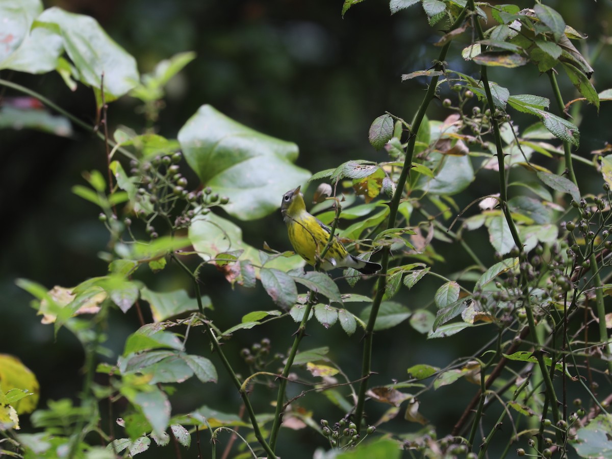 Magnolia Warbler - ML644403661