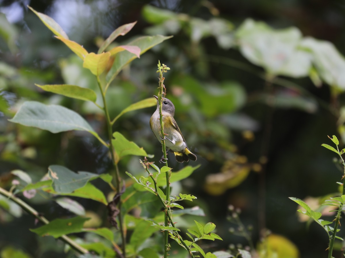American Redstart - ML644403665