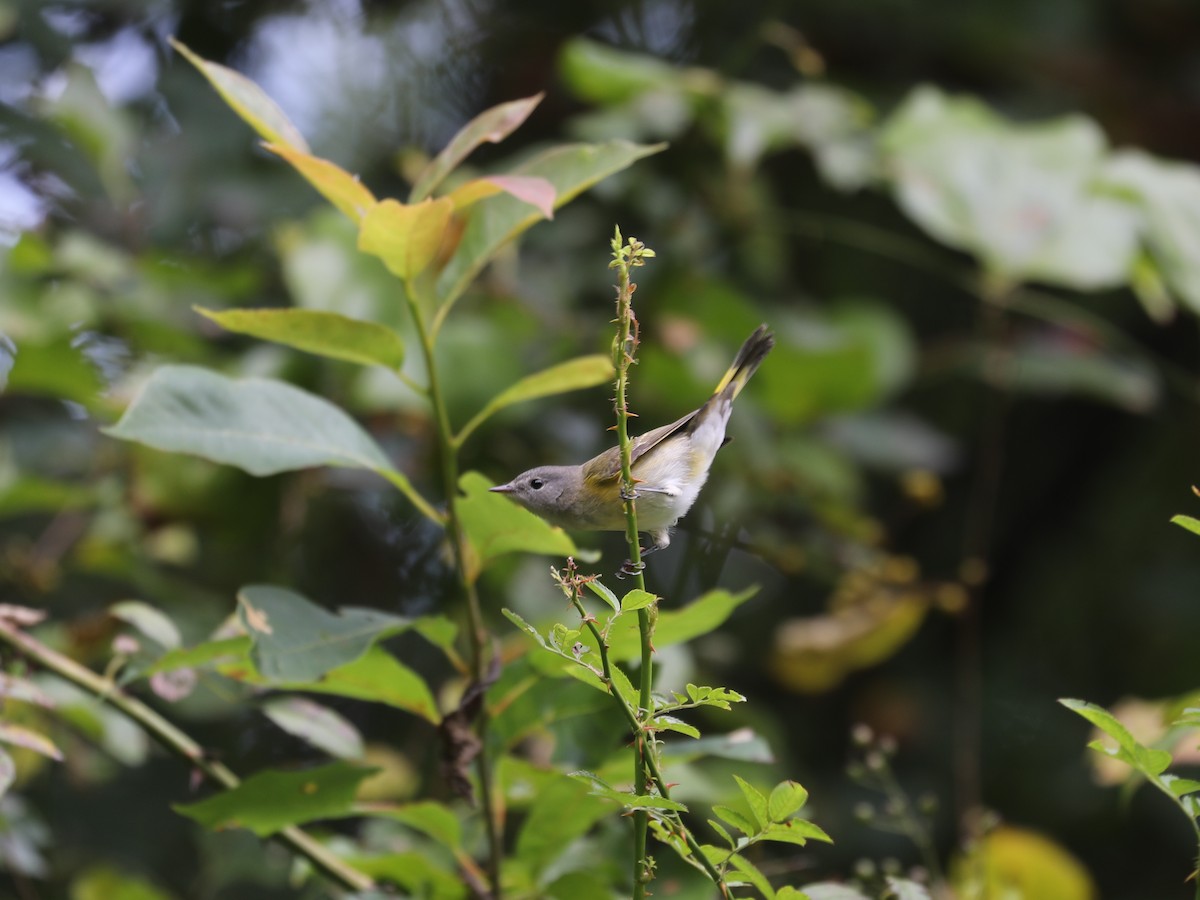 American Redstart - ML644403666