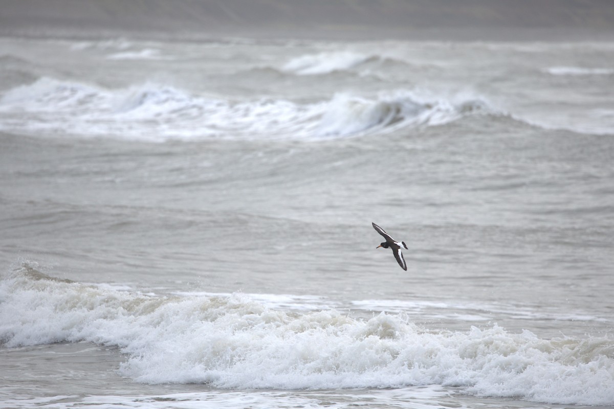 ミヤコドリ - ML644403673